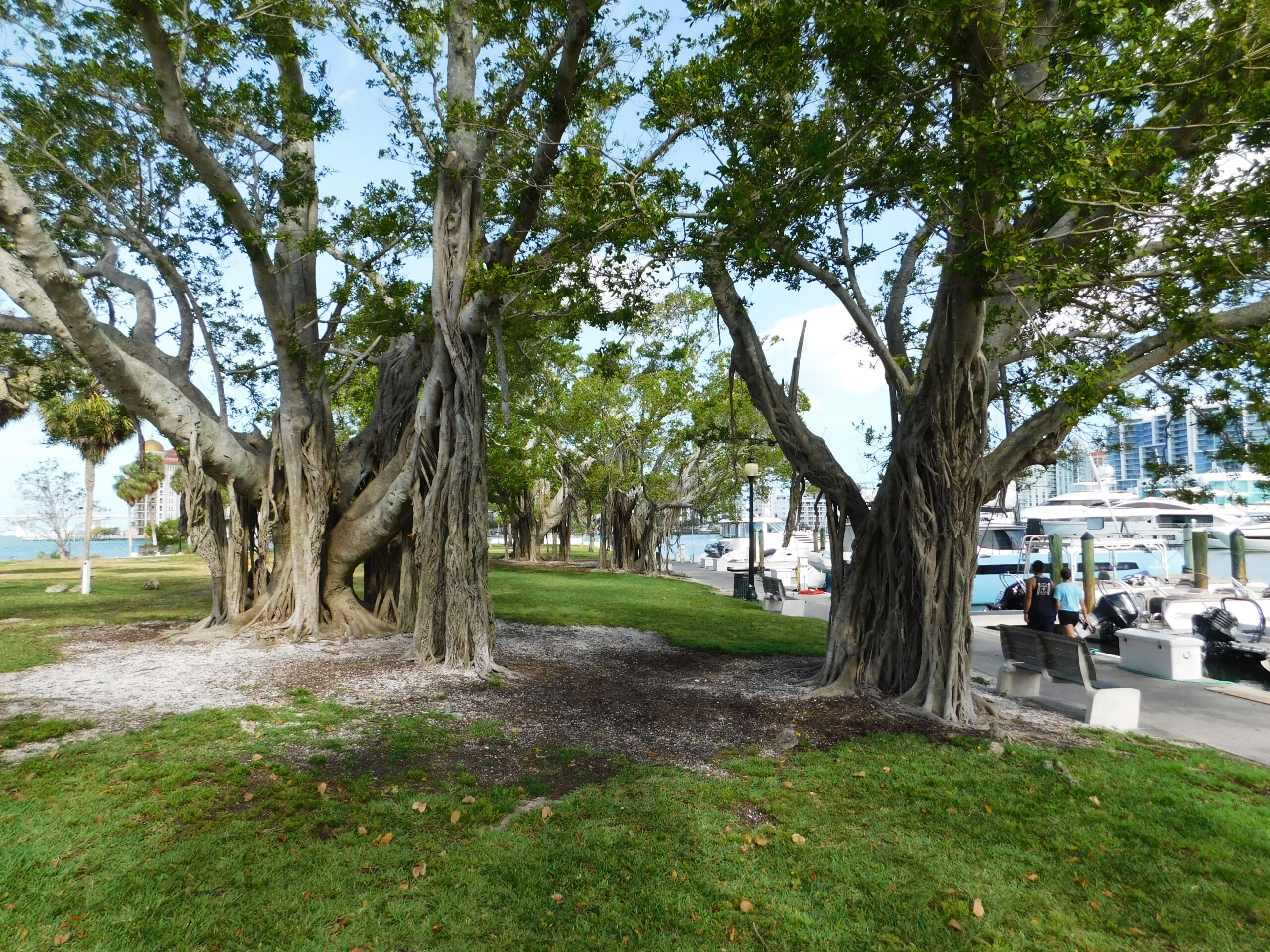 Sarasota Bayfront Park Resiliency Initiative