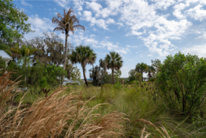 Old Palm City Ripple Eco-Park
