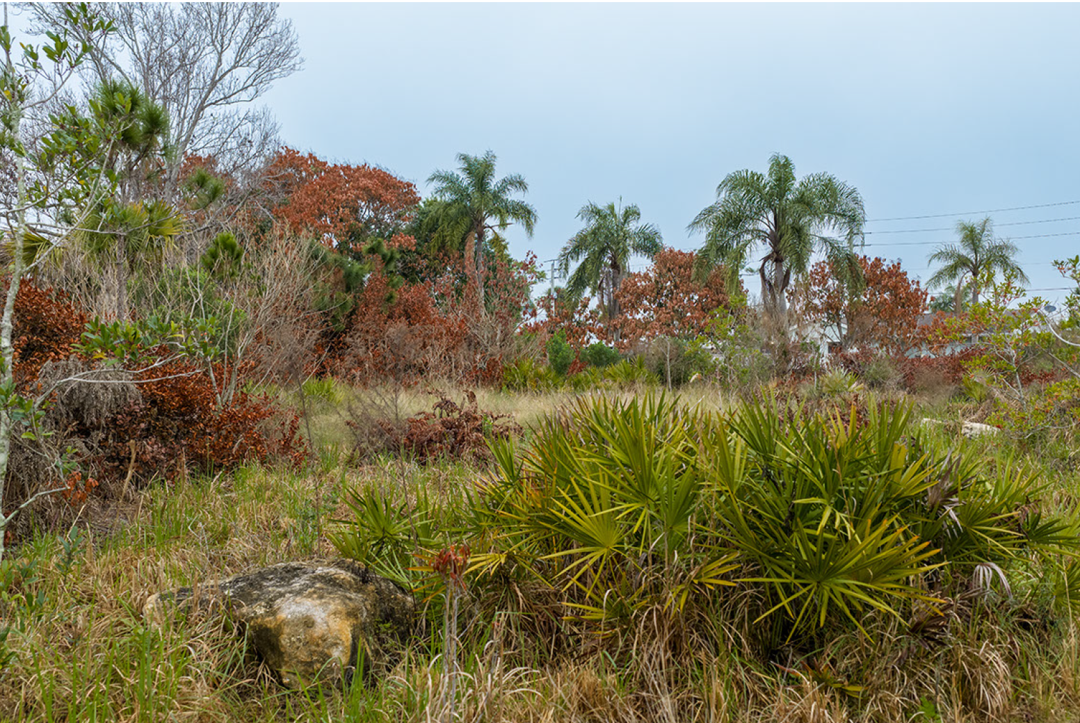 Old Palm City Ripple Eco-Park