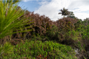 Old Palm City Ripple Eco-Park