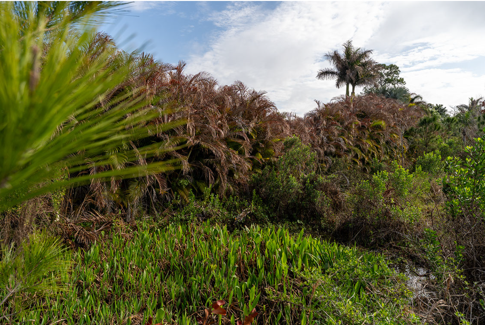 Old Palm City Ripple Eco-Park