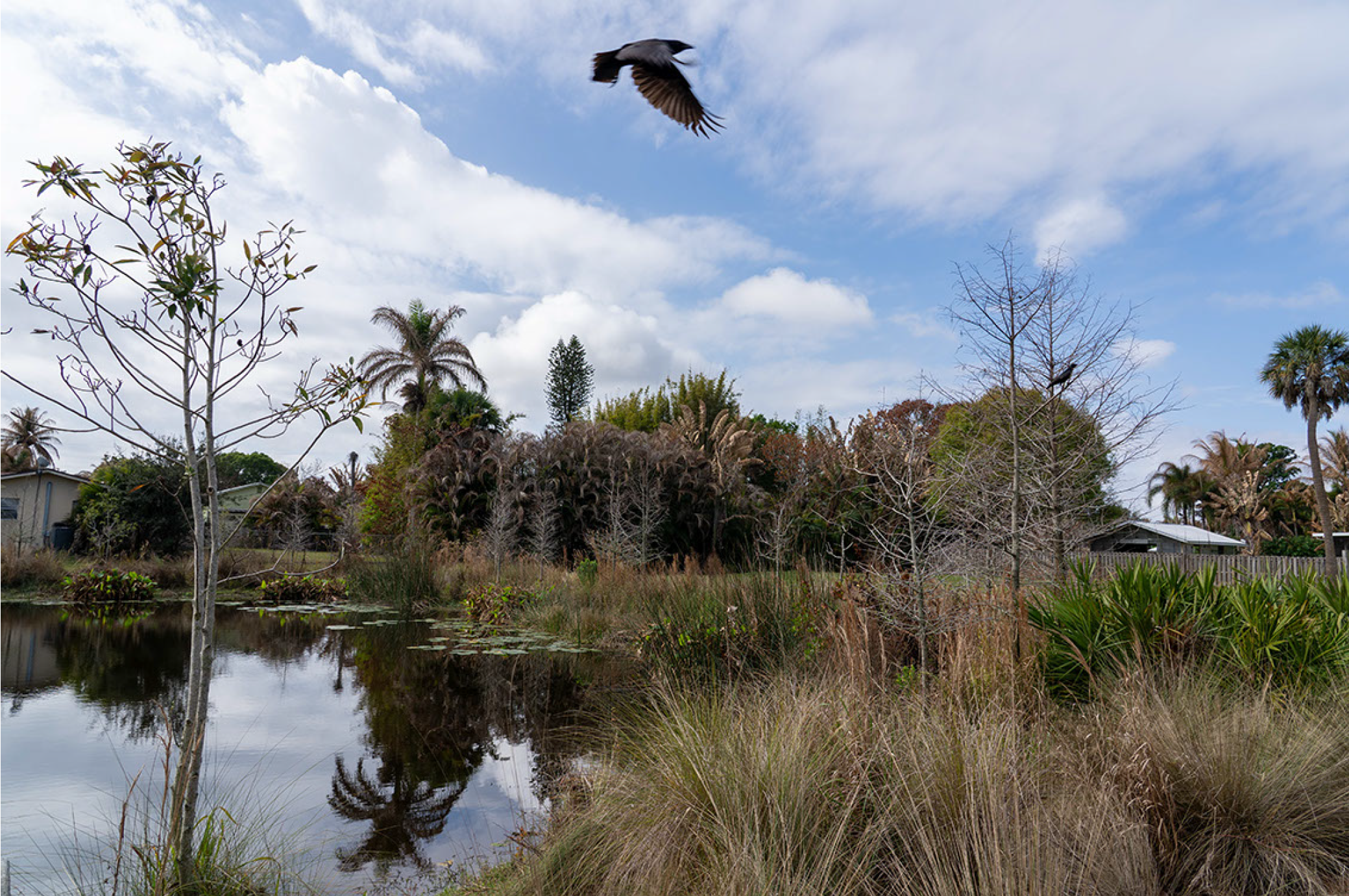 Old Palm City Ripple Eco-Park